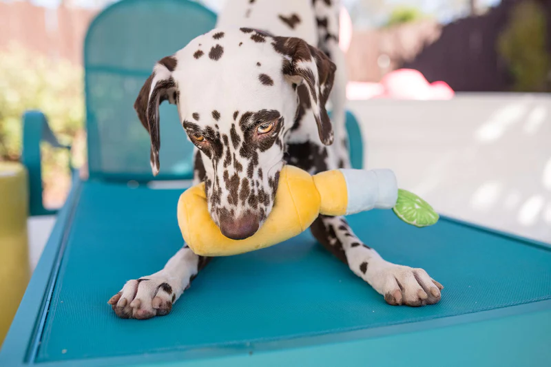The Delightful Appeal of Soft Plush Puppy Toys
