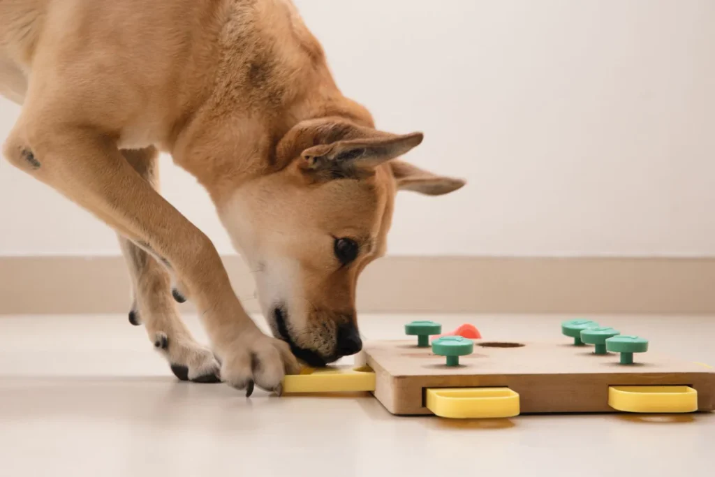 The Benefits of Puzzle Dog Toys