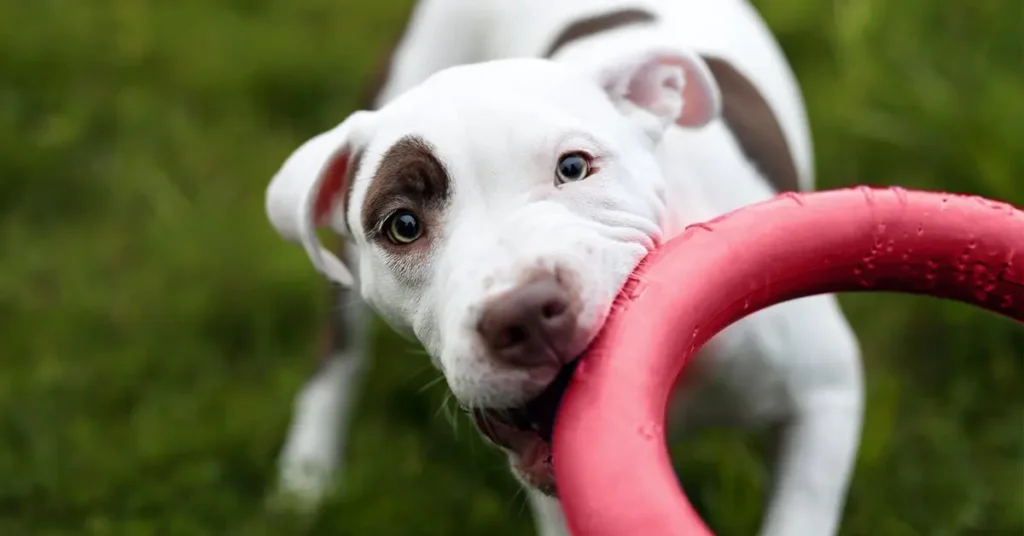 Indestructible Dog Toys