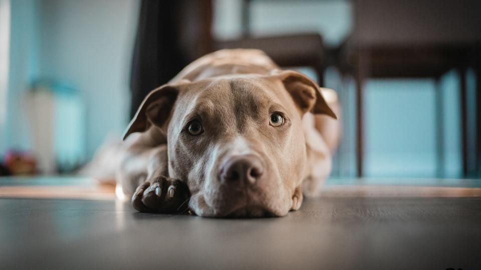 Understanding the Breed